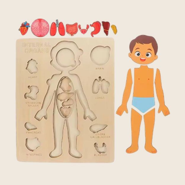 Picture of Human Body & Organs Puzzle Board