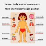 Picture of Human Body & Organs Puzzle Board